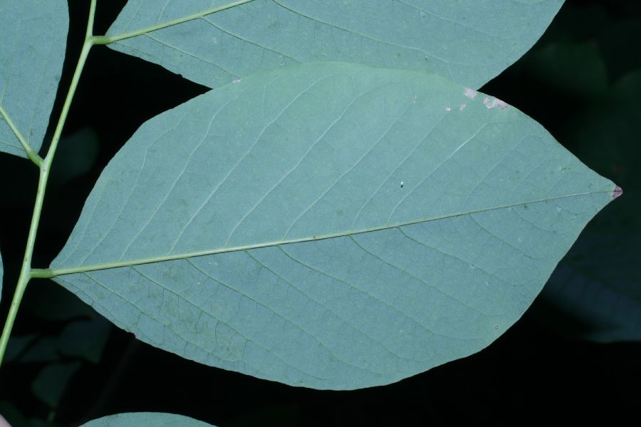 Fabaceae Cladrastis kentuckea