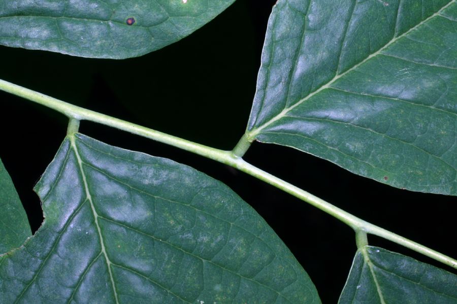 Fabaceae Cladrastis kentuckea