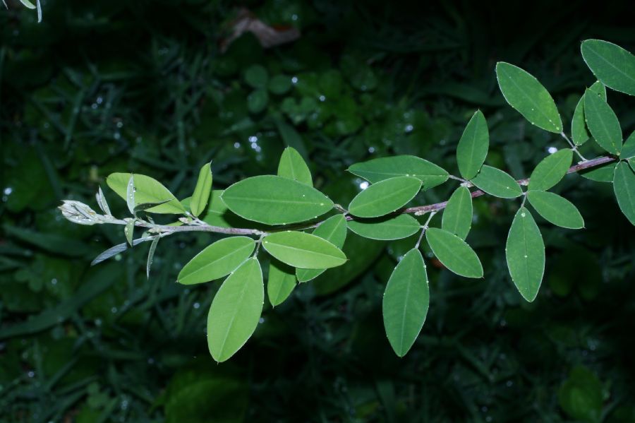 Fabaceae Lespedeza bicolor