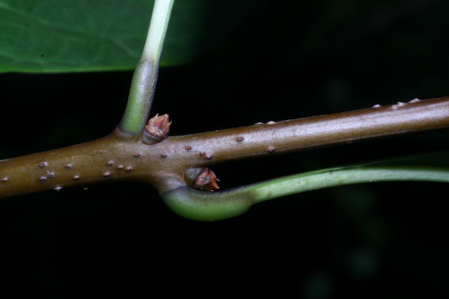 Fabaceae Cercis canadensis