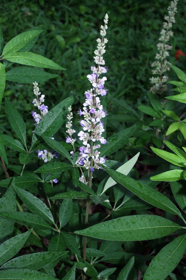 Lamiaceae Vitex angnus-castus