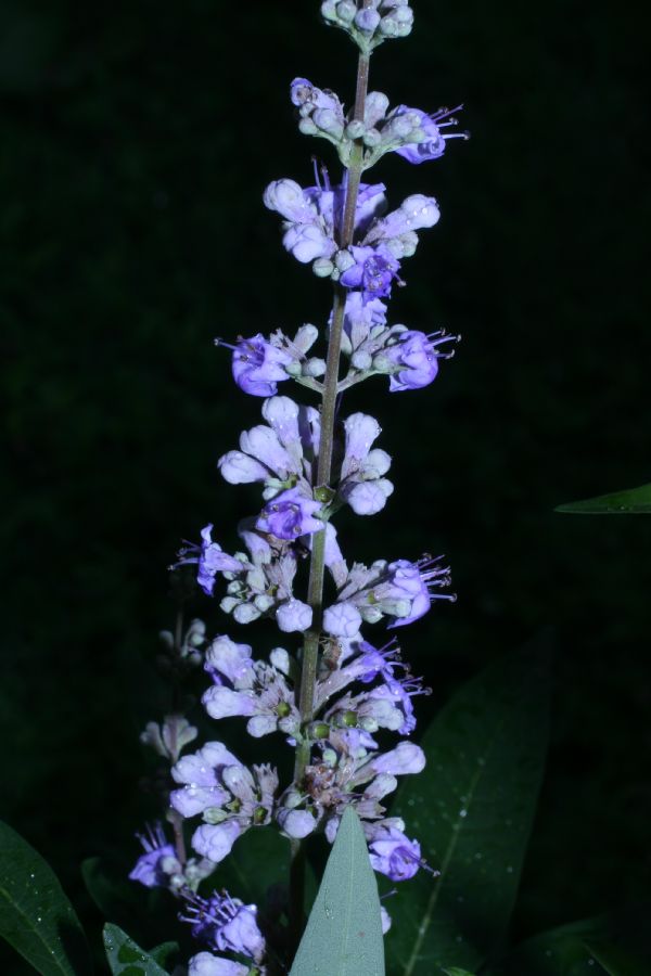 Lamiaceae Vitex angnus-castus