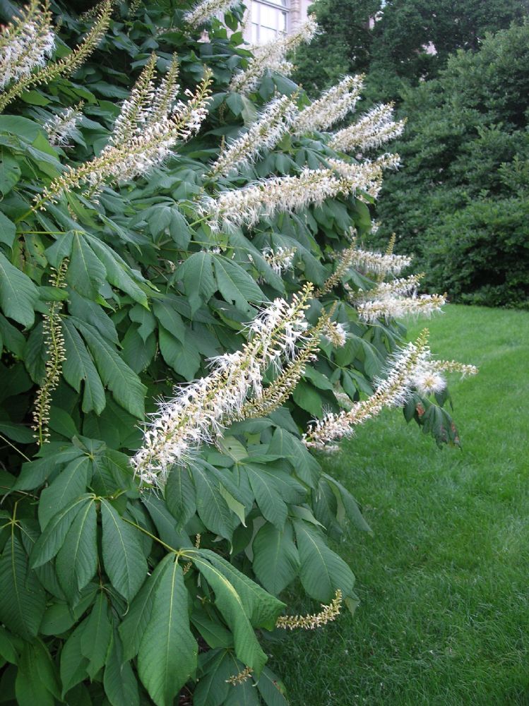 Hippocastanaceae Aesculus pavia