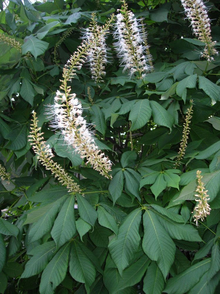 Hippocastanaceae Aesculus pavia