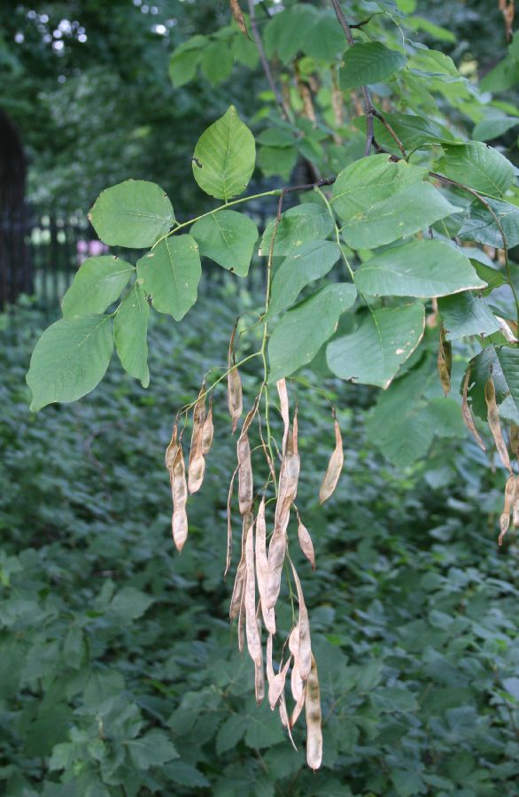 Fabaceae Cladrastis kentukea