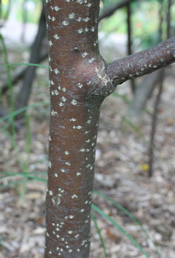 Simaroubaceae Leitneria floridana