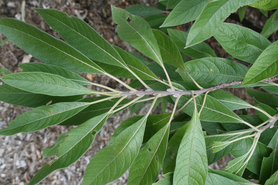 Simaroubaceae Leitneria floridana