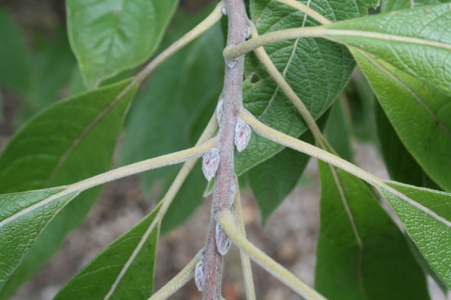 Simaroubaceae Leitneria floridana