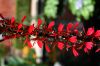 image of Lobelia cardinalis