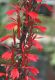 image of Lobelia cardinalis