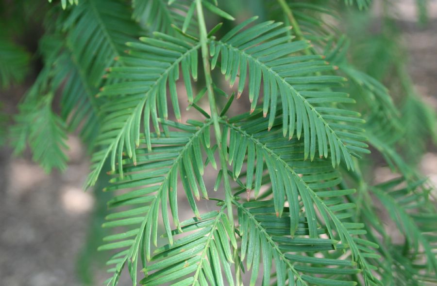 Cupressaceae Metasequoia glyptostroboides