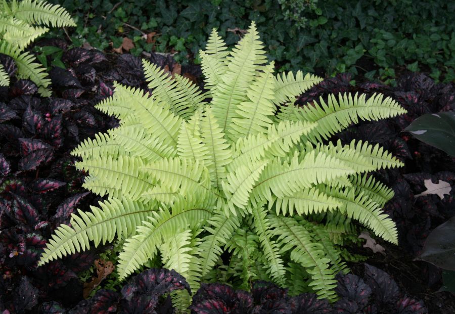 Nephrolepidaceae Nephrolepis exaltata