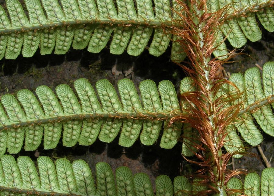 Dryopteridaceae Dryopteris wallichiana