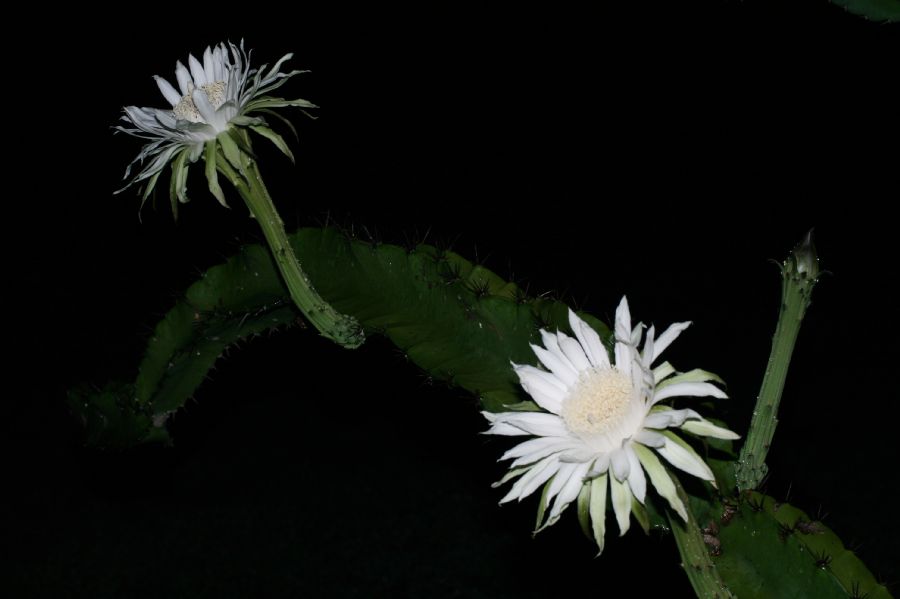 Cactaceae Acanthocereus tetragonus