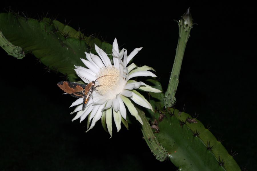 Cactaceae Acanthocereus tetragonus