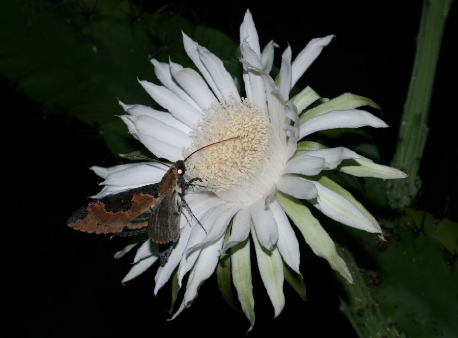 Cactaceae Acanthocereus tetragonus