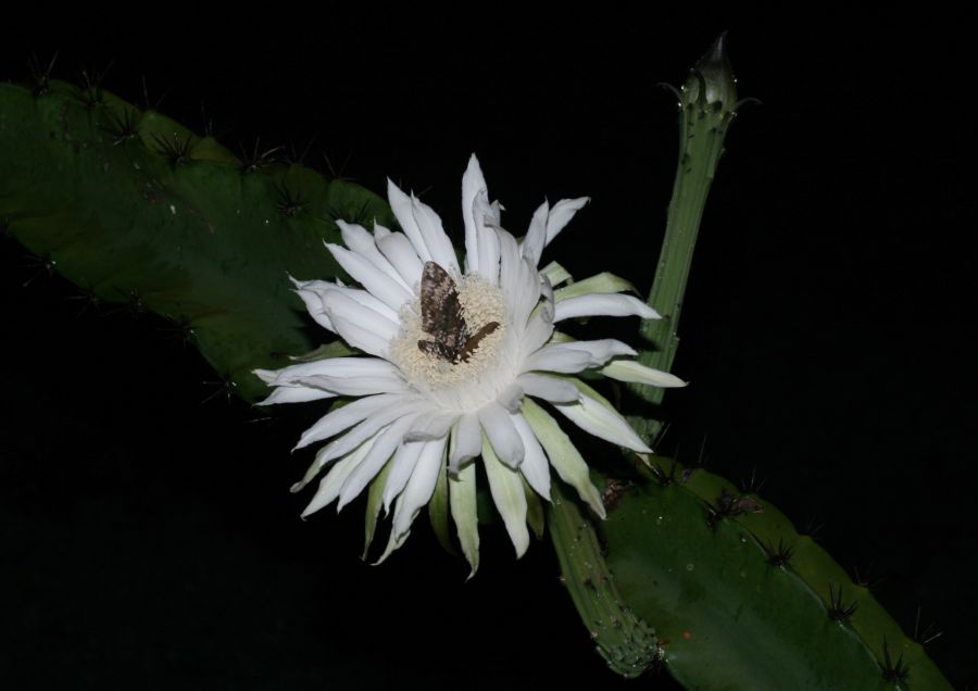 Cactaceae Acanthocereus tetragonus