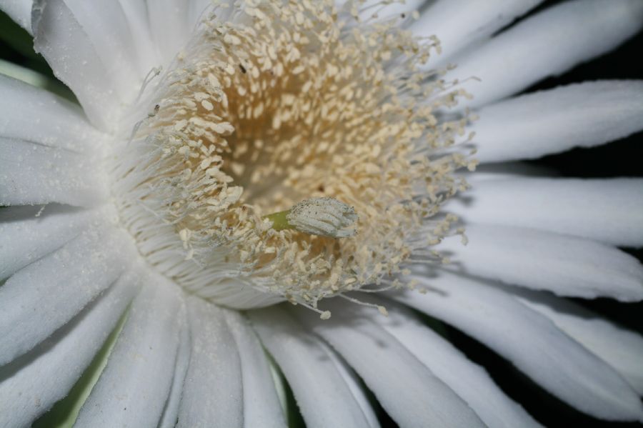 Cactaceae Acanthocereus tetragonus