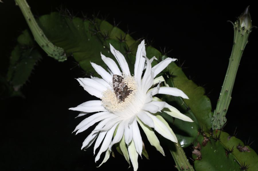 Cactaceae Acanthocereus tetragonus