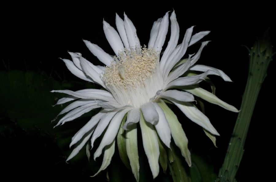 Cactaceae Acanthocereus tetragonus