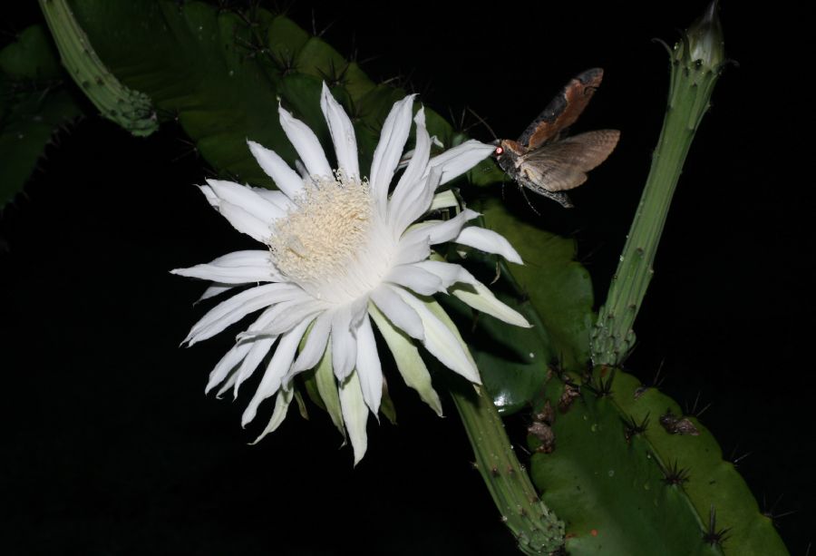 Cactaceae Acanthocereus tetragonus