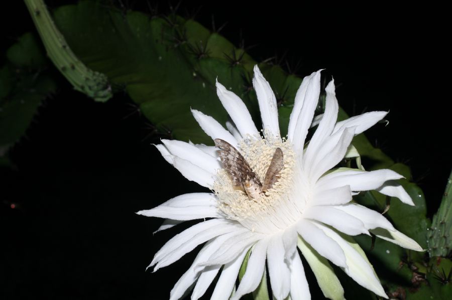 Cactaceae Acanthocereus tetragonus