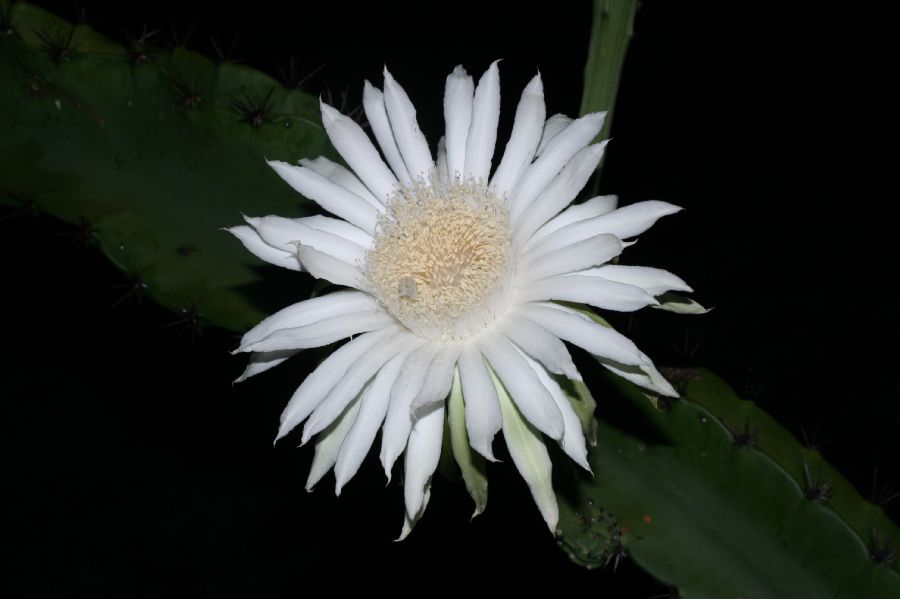 Cactaceae Acanthocereus tetragonus