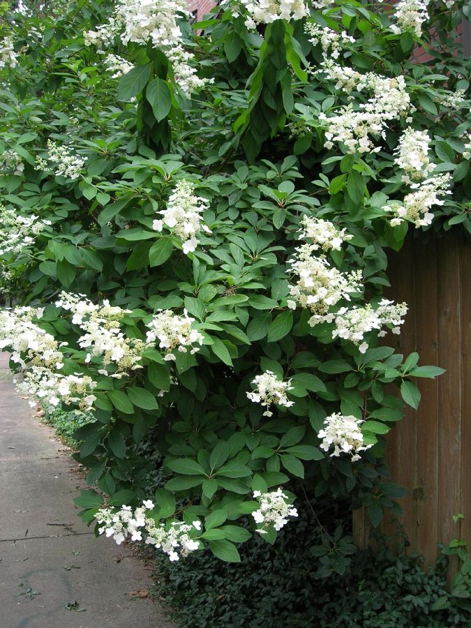 Hydrangeaceae Hydrangea paniculata