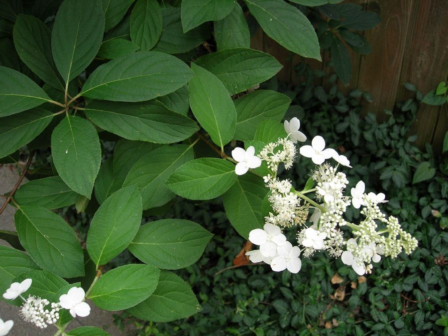 Hydrangeaceae Hydrangea paniculata