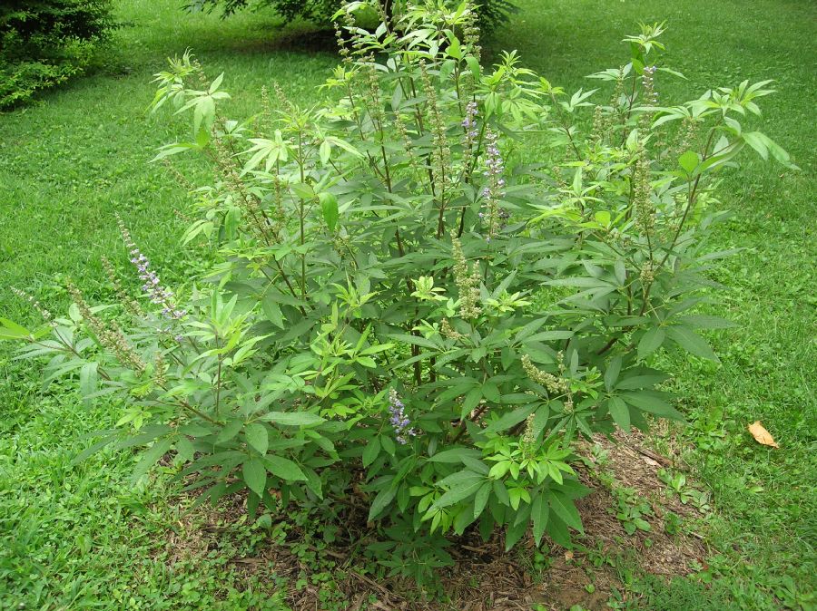 Lamiaceae Vitex angus-castus