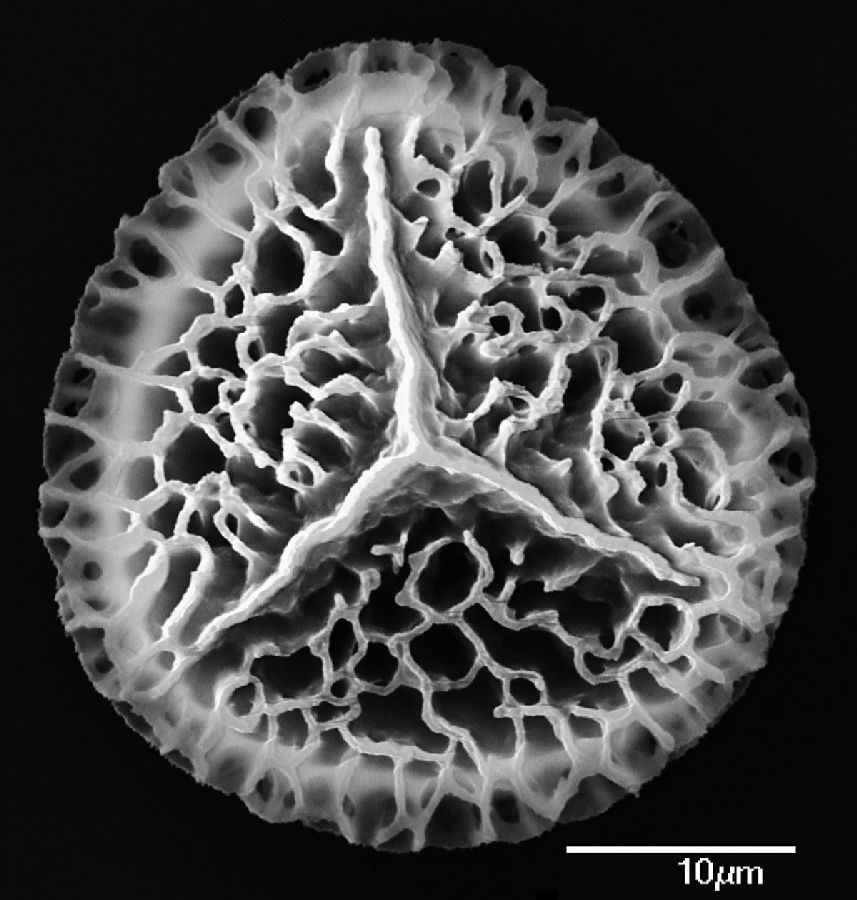 Lycopodiaceae Lycopodium clavatum