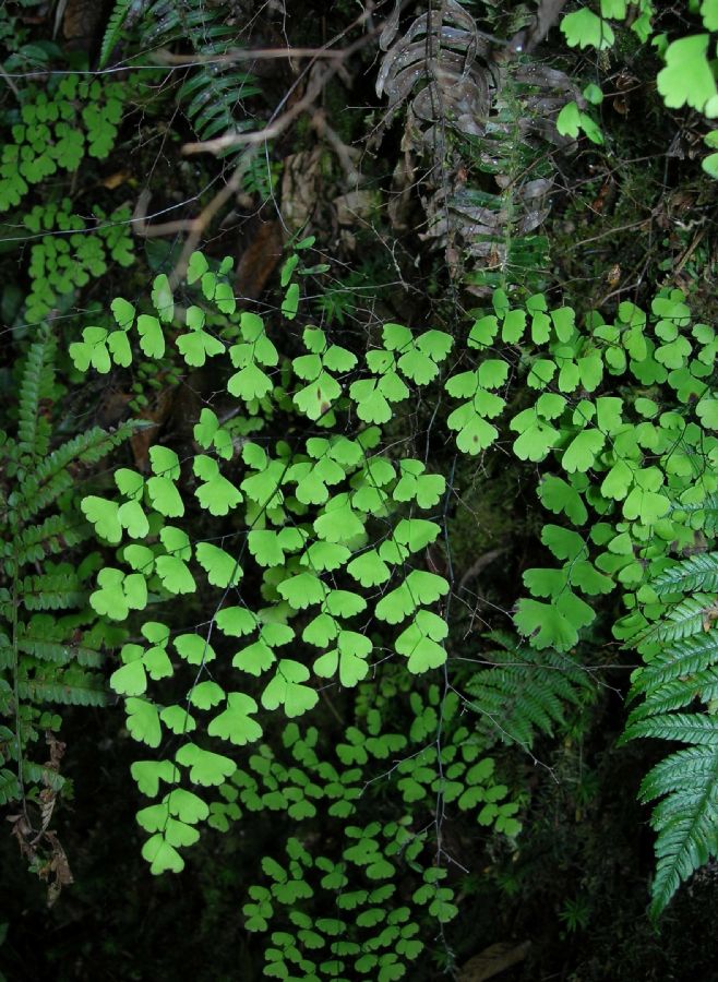 Pteridaceae Adiantum andicola