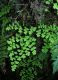 image of Adiantum andicola