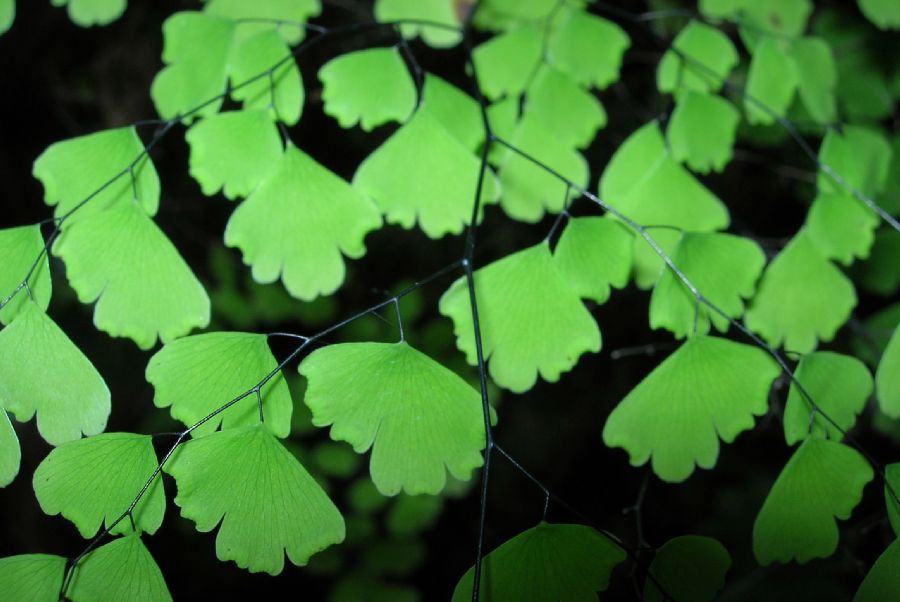 Pteridaceae Adiantum andicola