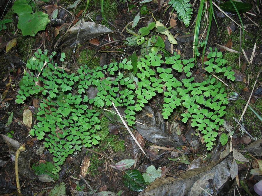 Pteridaceae Adiantum andicola