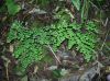 image of Adiantum andicola