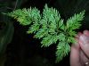 image of Asplenium fragrans