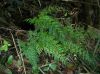 image of Asplenium fragrans