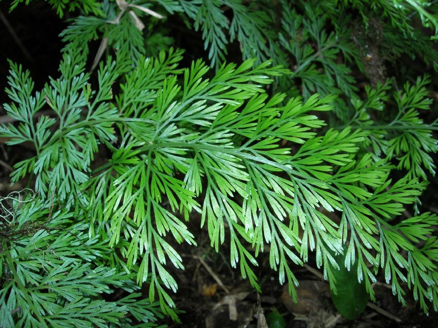 Aspleniaceae Asplenium fragrans