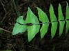 image of Asplenium lamprocaulon