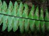 image of Asplenium lamprocaulon