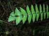 image of Asplenium lamprocaulon