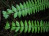 image of Asplenium lamprocaulon