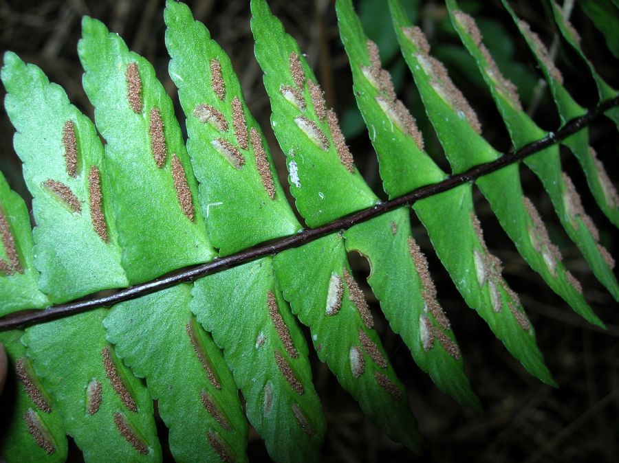 Aspleniaceae Asplenium lamprocaulon