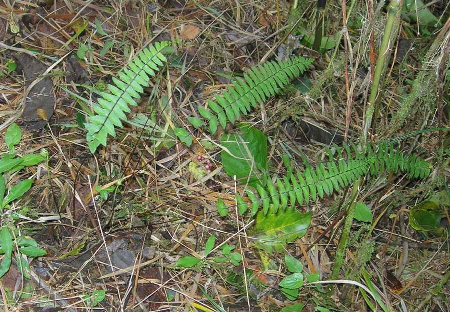 Aspleniaceae Asplenium lamprocaulon