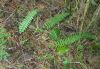 image of Asplenium lamprocaulon