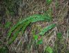 image of Asplenium monanthes