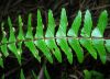 image of Asplenium monanthes