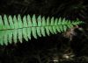 image of Asplenium monanthes