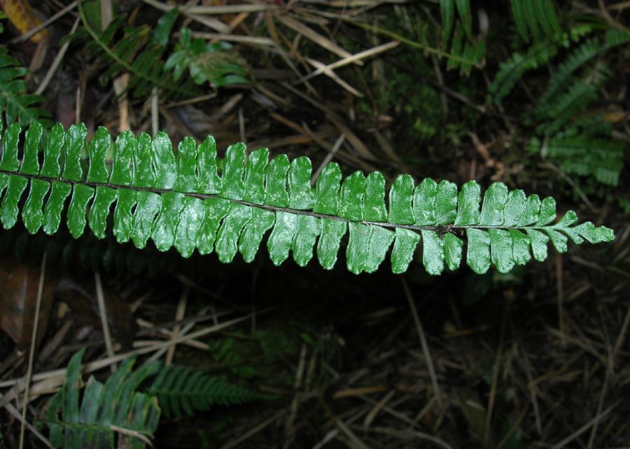 Aspleniaceae Asplenium polyphyllum